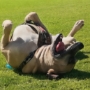 Dogs