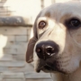 Dogs