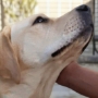 Dogs