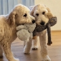 Dogs
