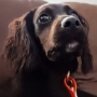 Dogs