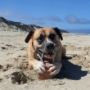 Dogs