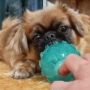 Dogs