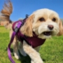 Dogs