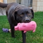 Dogs