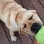 Dogs