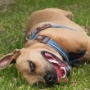 Dogs