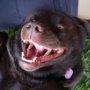 Dogs