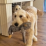 Dogs