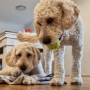 Dogs