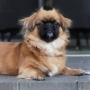 Dogs