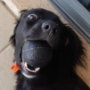 Dogs