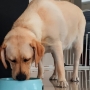 Dogs