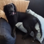Dogs