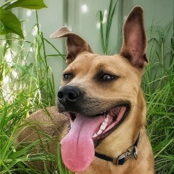 Dog Days Down Under