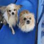 and Small Dogs
