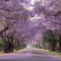 Jacarandas