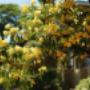 Native frangipani