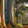Rainbow Gum