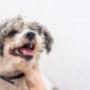dog-grooming-birkdale-1