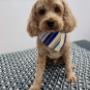 dog-grooming-birkdale-2