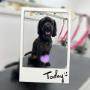 dog-grooming-birkdale-3