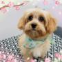 dog-grooming-birkdale-4