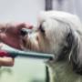 dog-grooming-birkdale-5
