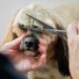 dog-grooming-birkdale-6