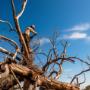 Smart Tree Removal Brisbane