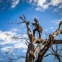 Smart Tree Removal Brisbane