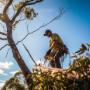 Smart Tree Removal Brisbane