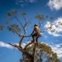 Trusted Tree Lopping Brisbane