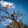 Trusted Tree Lopping Brisbane