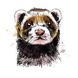 The Fugitive Ferret