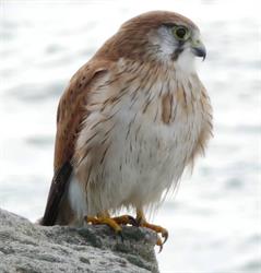 Friends of Malabar Headland