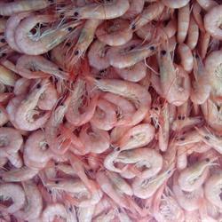 Raymond terrace prawns