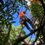 Tree-maintenance-Mitchell