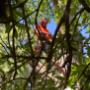 Tree-service-Mitchell