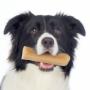 Dog with chew in mouth