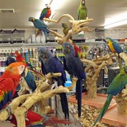 Sonya Thompson Exotic Birds