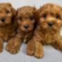 Cavoodle puppies for sale