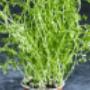 Microgreens
