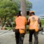 Tree removal Northern Beaches