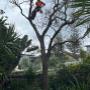 tree lopping Northern Beache