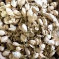 Jasmine Bud Flower Confetti