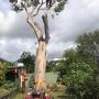 Tree Pruning