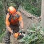 Tree Removal