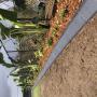 Garden Edging