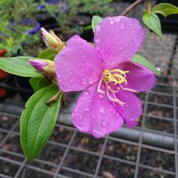 Paten Park Native Nursery